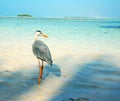 Grey Heron on the beach in the Maldives Royalty Free Stock Photo