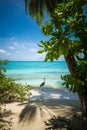 Grey Heron on a Beach at the Maldives Royalty Free Stock Photo