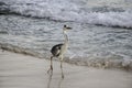 Grey Heron Beach Walk