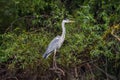 Grey heron bird Ardea cinerea in Danube Delta from Romania Royalty Free Stock Photo