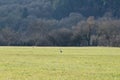 Grey heron bird on the field Royalty Free Stock Photo