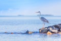 Grey Heron bird on tropical beach looking for fish, rocky beach and soft sunlight
