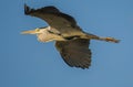 Grey Heron bird in flight Royalty Free Stock Photo