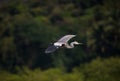 Grey heron bird flying Royalty Free Stock Photo