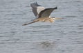 Grey heron bird flying Royalty Free Stock Photo