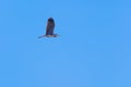 Grey heron bird flying in a clear blue sky Royalty Free Stock Photo