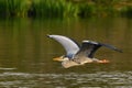 Grey heron bird flying over the river. Royalty Free Stock Photo