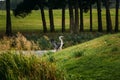 Grey heron bird landing or taking wing or spreading its wings on green grass Royalty Free Stock Photo