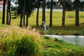 Grey Heron Bird Landing Or Taking Wing Or Spreading Its Wings On Green Grass Near River Royalty Free Stock Photo