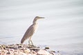 Grey heron Bird outdoor