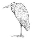 Grey Heron Bird Standing. Vector Drawing or Illustration
