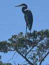 Grey heron bird in tree with a blue sky. Royalty Free Stock Photo