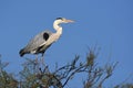 A grey heron bird on a tree branch Royalty Free Stock Photo