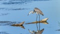 Grey Heron Bird Wetland Hunting Royalty Free Stock Photo