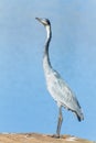Grey Heron Bird Wetland Hunting Royalty Free Stock Photo