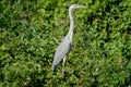 Grey Heron bird in the wild Danube Delta Romania