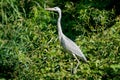 Grey Heron bird in the wild Danube Delta Romania