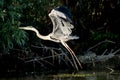 Grey Heron bird in the wild Danube Delta Romania