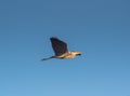 Grey Heron Birds Soaring Across the Sky