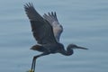 Grey heron with blue background on flight Royalty Free Stock Photo