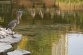 A Grey Heron at the Brooklyn Botanic Garden Royalty Free Stock Photo