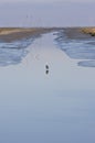 Grey heron in canal (ebb) of Noordpolderzijl, Holland Royalty Free Stock Photo