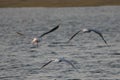 Grey heron captured while flying Royalty Free Stock Photo