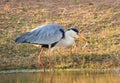 Grey heron with a captured frog Royalty Free Stock Photo