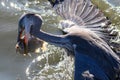 Grey Heron catch big fish Royalty Free Stock Photo