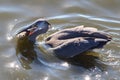 Grey Heron catch big fish Royalty Free Stock Photo