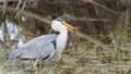 Grey heron catches a frog - Ardea cinerea Royalty Free Stock Photo