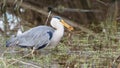 Grey heron catches a frog - Ardea cinerea Royalty Free Stock Photo