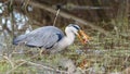 Grey heron catches a frog - Ardea cinerea Royalty Free Stock Photo