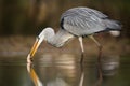 Grey heron catching fish in swamps in spring nature