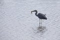 Grey heron catching a frog to eat at side of a pond Royalty Free Stock Photo