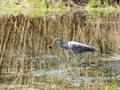 Grey Heron caught a frog Royalty Free Stock Photo