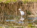 Grey Heron caught a frog Royalty Free Stock Photo