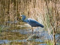 Grey Heron caught a frog Royalty Free Stock Photo