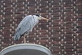 Grey heron in city