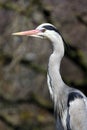 Grey heron closeup Royalty Free Stock Photo