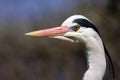 Grey heron closeup Royalty Free Stock Photo