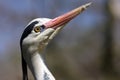 Grey heron closeup Royalty Free Stock Photo