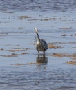 Grey Heron at the coast of Oland Island, Sweden