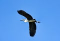 Common Heron (Ardea cinerea) in flight Royalty Free Stock Photo