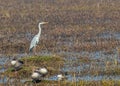 A Grey Heron in company of Greylag Goose