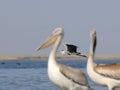 Grey Heron between Dalmatian Pelicans Royalty Free Stock Photo