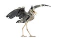 Grey Heron doing a mating dance, Ardea Cinerea