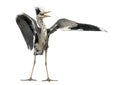 Grey Heron doing a mating dance, Ardea Cinerea Royalty Free Stock Photo