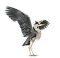 Grey Heron doing a mating dance, Ardea Cinerea