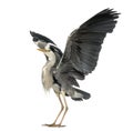 Grey Heron doing a mating dance, Ardea Cinerea, 5 years old